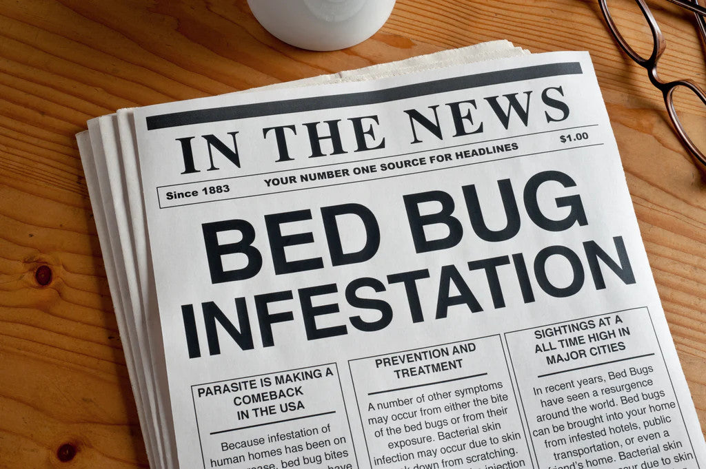 Bed Bug Infestations - How to spot the signs