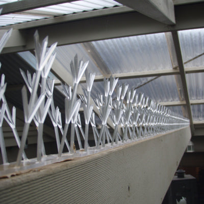 Thorny Devil Bird Spikes