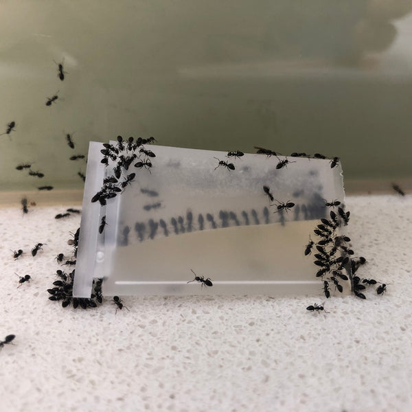 Antmaster Liquid Ant Bait for control of sugar feeding ants