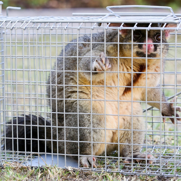 Possum in Trap