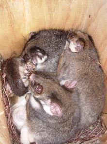 Possum Nesting Box Kit - Ringtail 