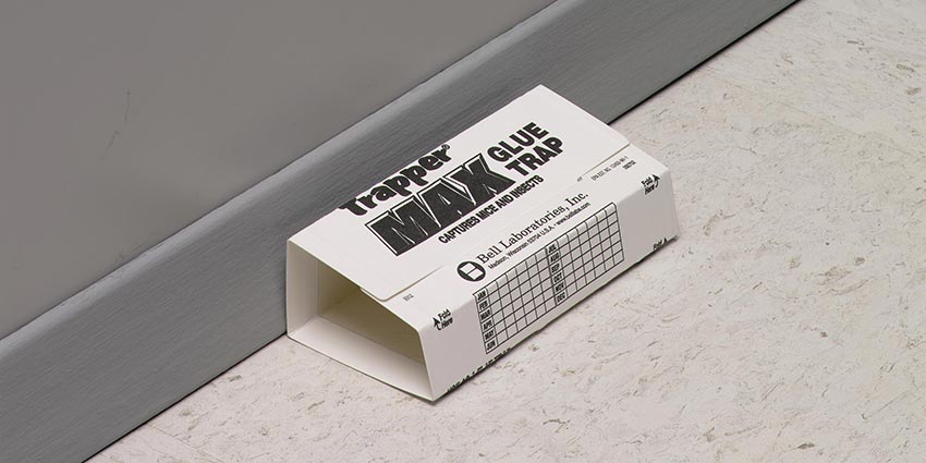 Trapper Max Glue Traps (Pk 72) Sticky Glue Traps | BUY ONLINE – Easy ...