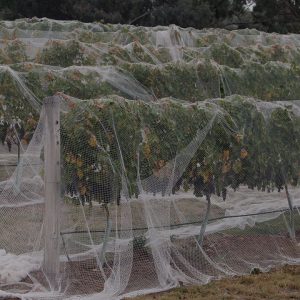 Bird Netting - Fruit Tree - WHITE 