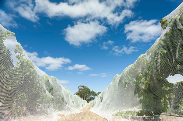 Bird Netting - Vineyard - WHITE