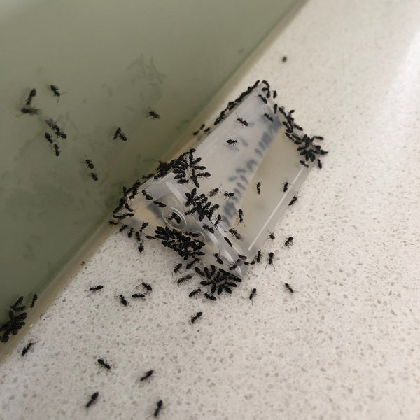 Black Ants Feeding on Antmaster