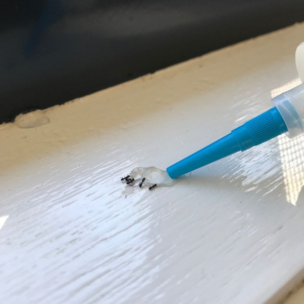 Advion Ant Gel applying to window sill