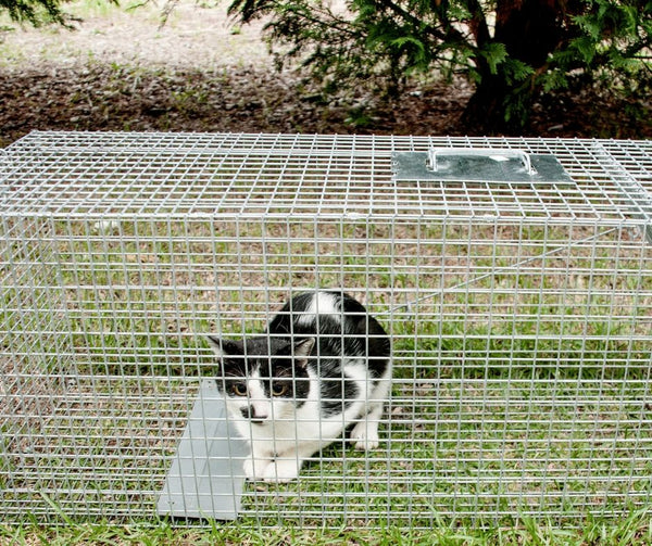 Cat in Trap
