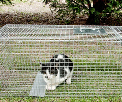 FERAL CAT TRAPS - Geelong Toorak Times