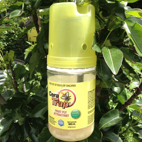 Cera Trap - Organic Fruit Fly Trap in tree