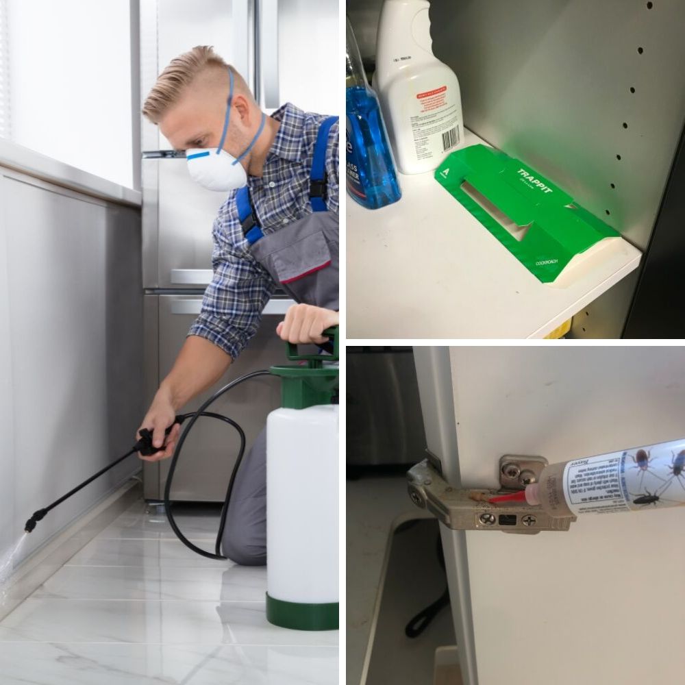 Cockroach Control Kit | DIY | Traps | Bait | Insecticide | BUY ONLINE ...