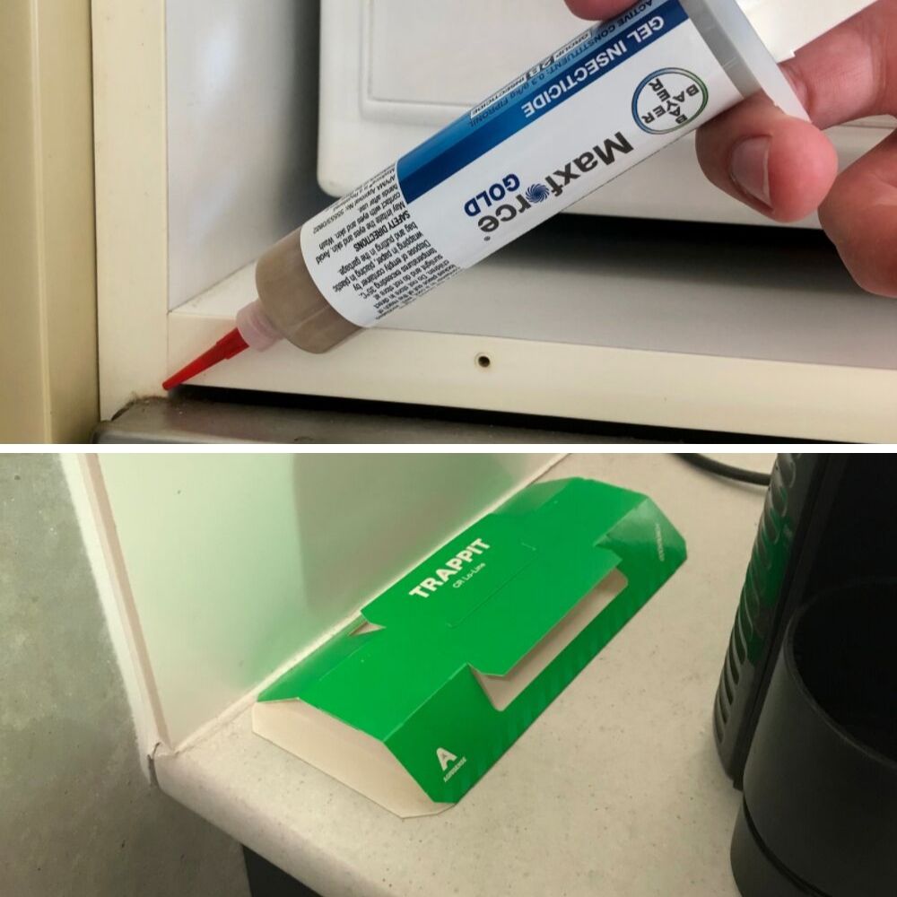 German Cockroach Control DIY Kit - Gel, Bait & Traps BUY ONLINE – Easy ...