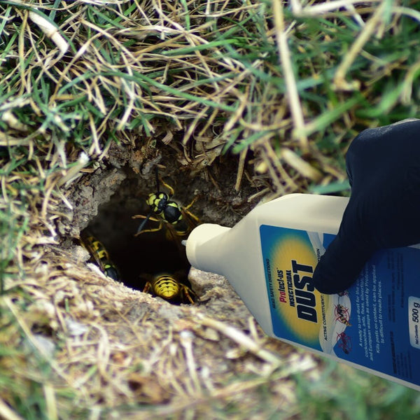 European Wasp Nest treating with Insecticidal Dust