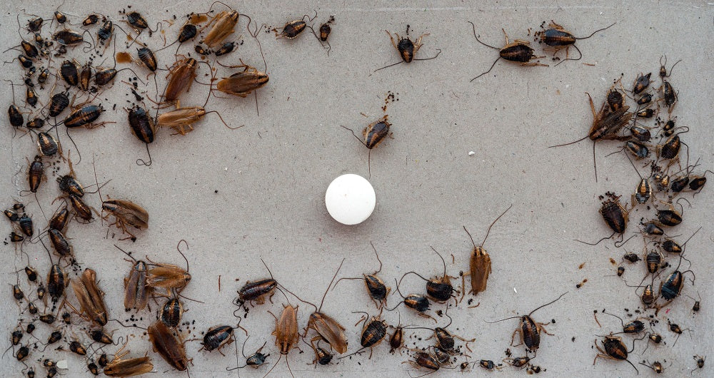 German Cockroach Control DIY Kit - Gel, Bait & Traps BUY ONLINE – Easy ...