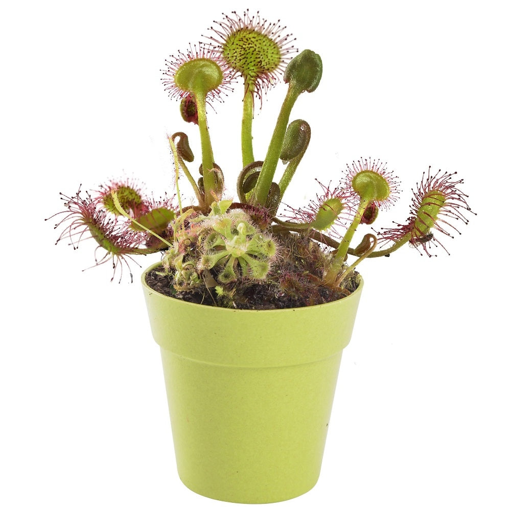 Carnivorous Plant Kit
