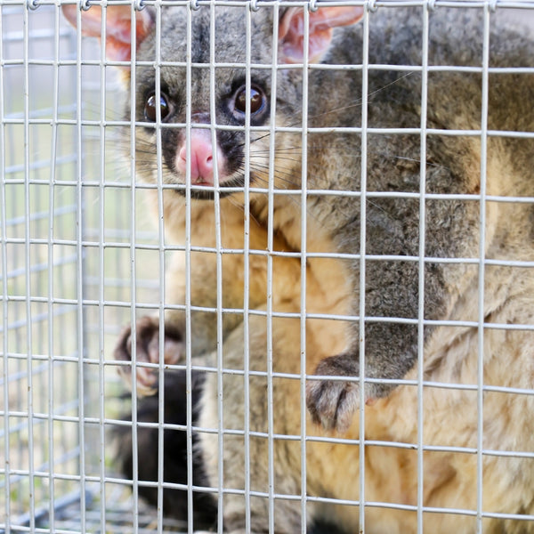 Possum Trap for Trapping Possums Humanely and Safely BUY ONLINE