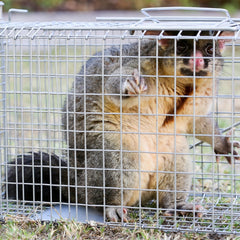 How to Make a simple Possum Trap 