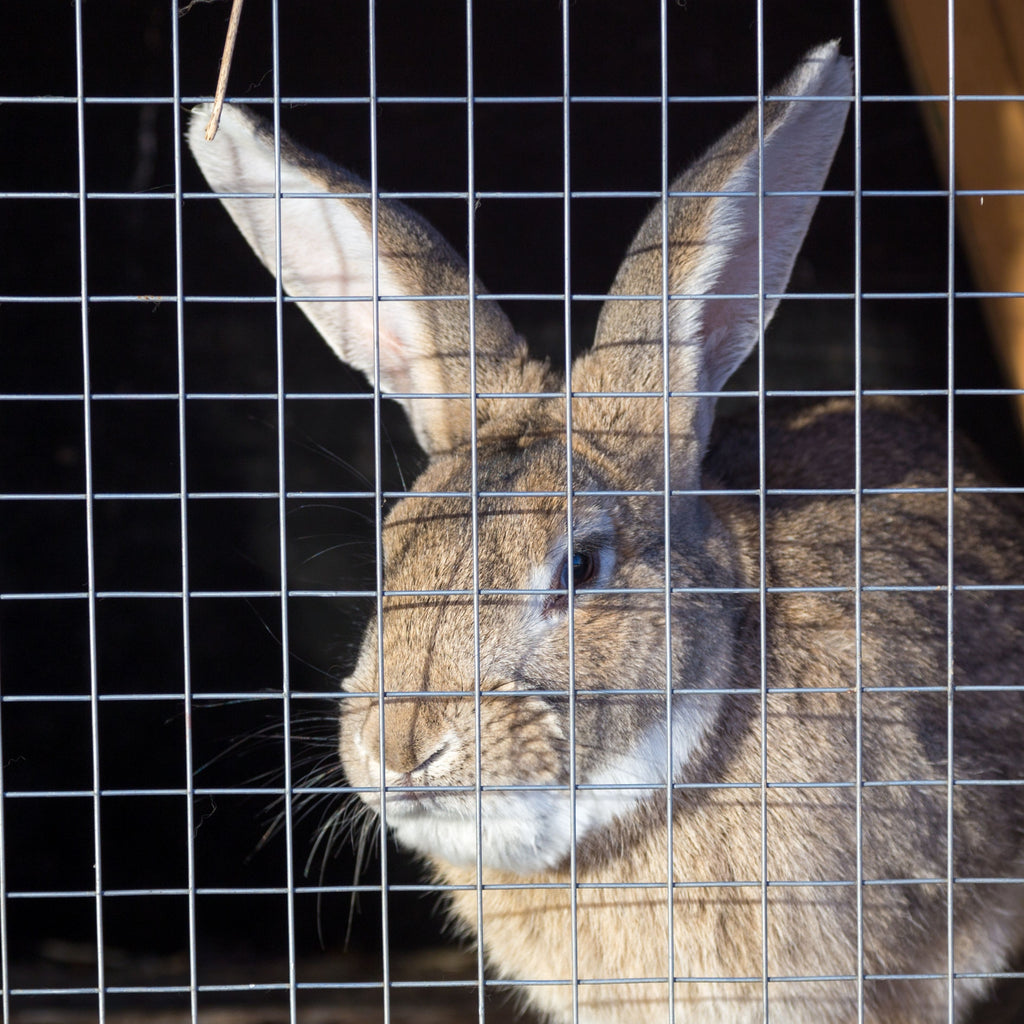 Trap Cooper Rabbit Humane Rabbit Cage Trap - Get Rid of Rabbits | BUY ONLINE – Easy Pest ...