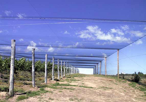 Bird Netting - Canopy - BLACK