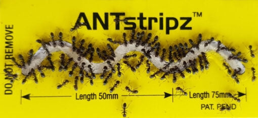 Ant Stripz