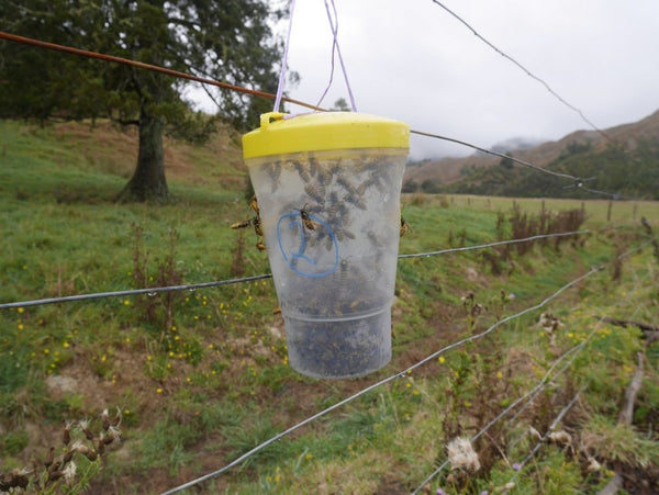 VesPEX PRO European Wasp Trap + Lure