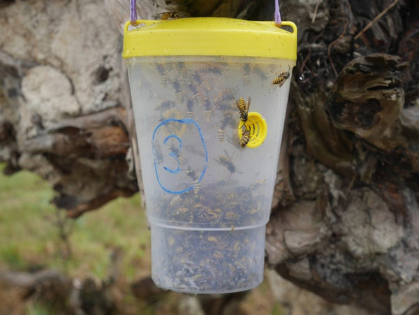 VesPEX PRO European Wasp Trap