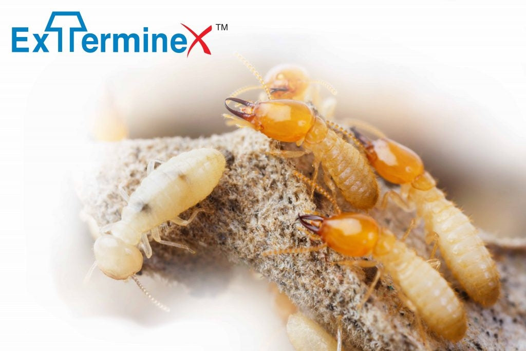 Exterminex Termite InGround Bait Stations 16 Pack BUY ONLINE
